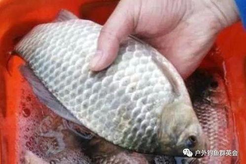 孙红雷吃鲫瓜视频大全免费观看,趣味视频大盘点 第1张 孙红雷吃鲫瓜视频大全免费观看,趣味视频大盘点 第1张